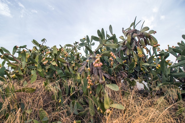 Prickly pears (Opuntia ficus-indica) 