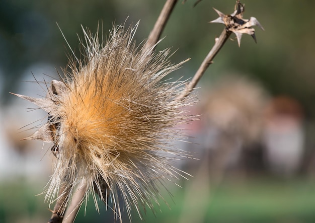 Prickly plant in Israel close up