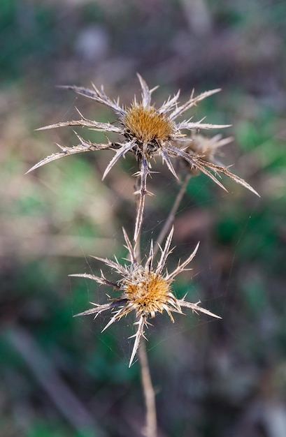 Prickly plant in Israel close up