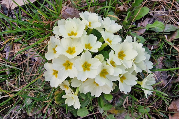 Primrose flower in beginning of spring