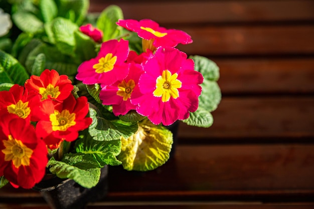 primrose flowers in flower pot outdoor blooming garden street flower vegetation