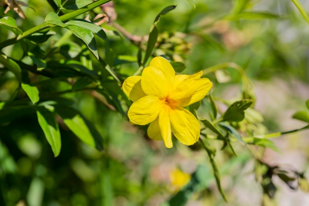 Primrose Jasmine or Jasminum mesnyi bright yellow flowers close up