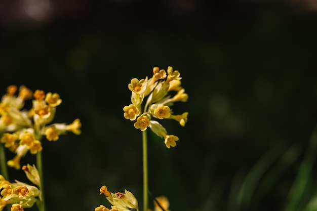 Primrose primula veris common cowslip flowers first spring bright yellow blooming wildflowers in full bloom in garden or field wild horticulture homesteading dark spring authenticity landscape