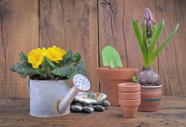 Primroses in little watering can and hyacinth on wooden table