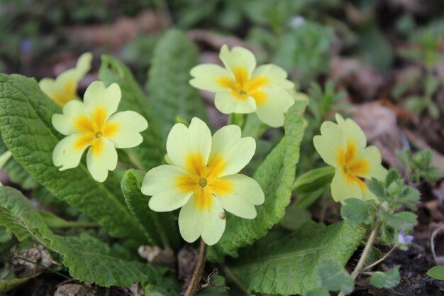 Primula vulgaris, the common primrose, is a species of flowering plant in the family Primulaceae.