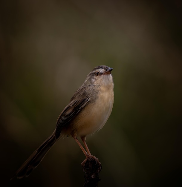 Prinia inornata on the branch tree