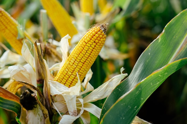 Printed yellow lot corn cobs in the field