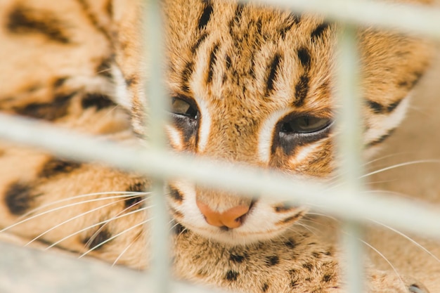 Prionailurus bengalensis trapped in a cage with no freedomxAxA