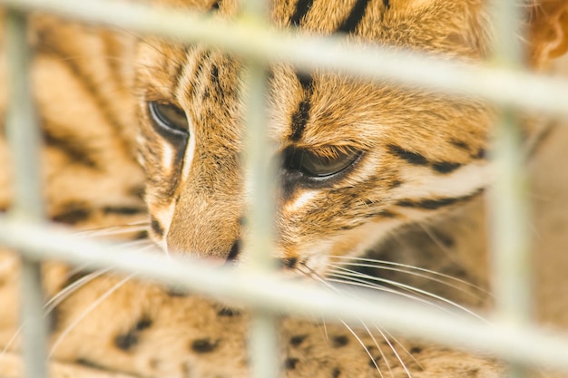 Prionailurus bengalensis trapped in a cage with no freedomxAxA