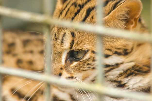 Prionailurus bengalensis trapped in a cage with no freedomxAxA