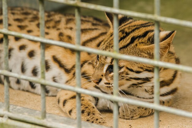 Prionailurus bengalensis trapped in a cage with no freedomxAxA