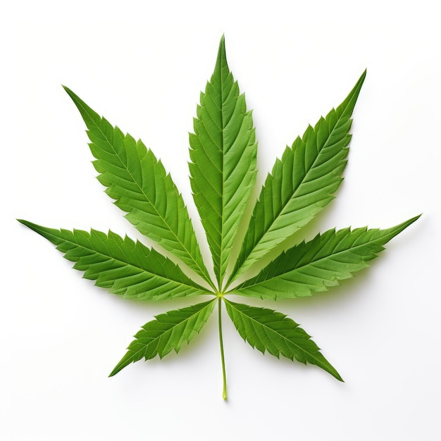 The Pristine Beauty of a Cannabis Leaf on a White Background