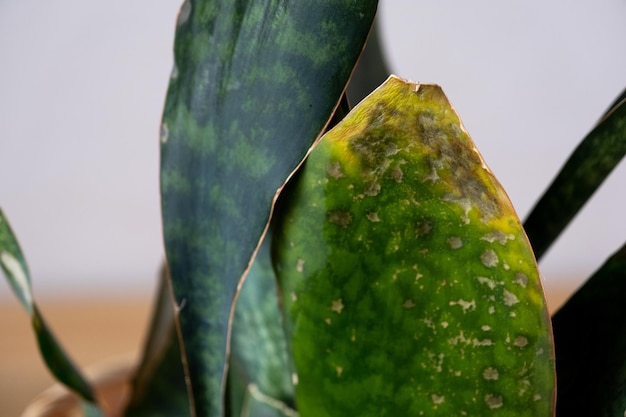 Problems of growing sansevieria fungus on leaves infection yellow leaves root rot Plant rescue treatment of diseases of potted plants