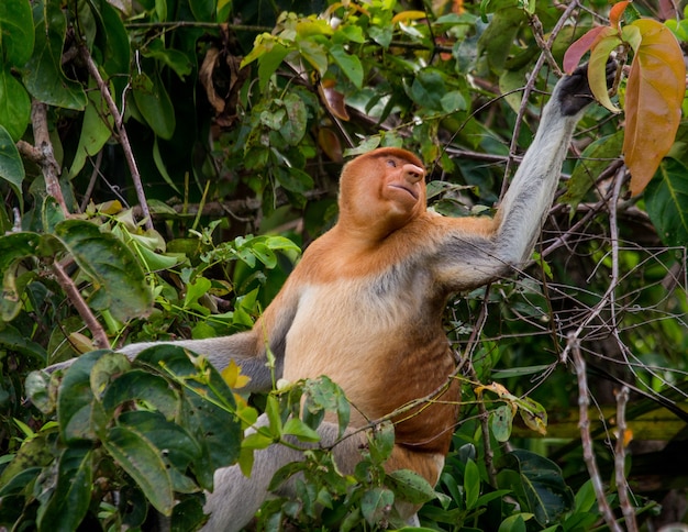 Proboscis monkey is sitting on a tree in the jungle. Indonesia. The island of Borneo. Kalimantan.