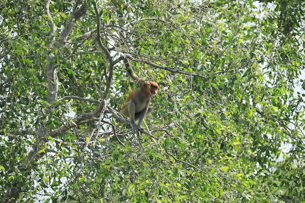 proboscis monkeys in the wild sitting in a tree