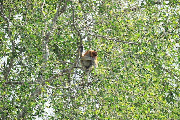 proboscis monkeys in the wild sitting in a tree