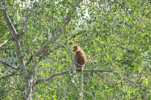 proboscis monkeys in the wild sitting in a tree