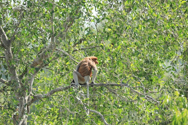 proboscis monkeys in the wild sitting in a tree