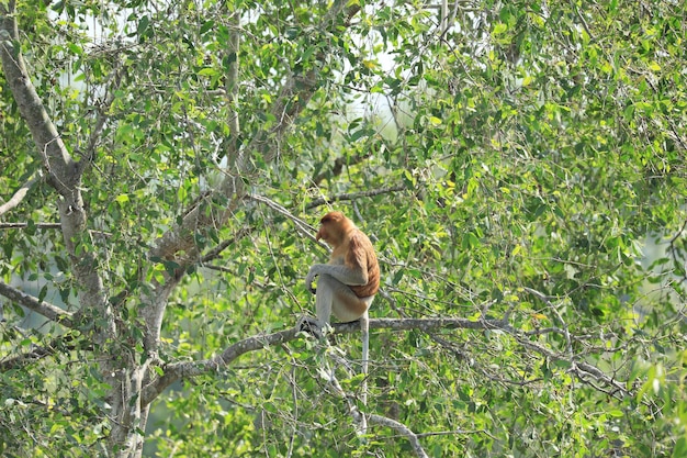 proboscis monkeys in the wild sitting in a tree