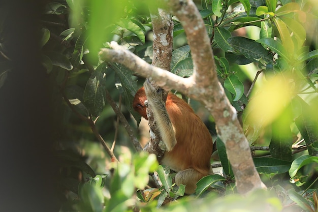 proboscis monkeys in the wild sitting in a tree