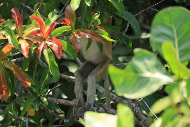 proboscis monkeys in the wild sitting in a tree