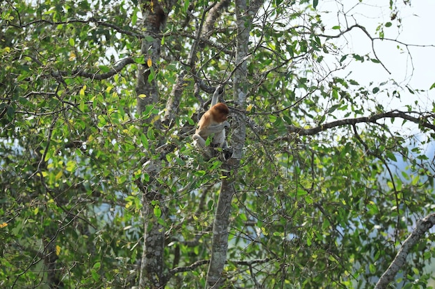 proboscis monkeys in the wild sitting in a tree