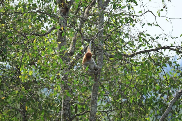 proboscis monkeys in the wild sitting in a tree