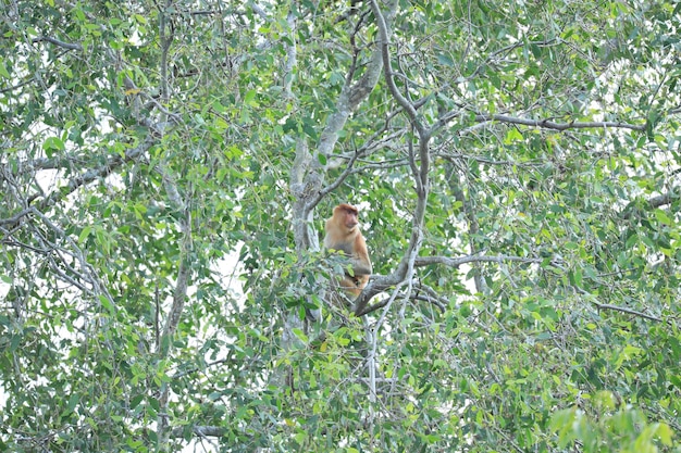 proboscis monkeys in the wild sitting in a tree