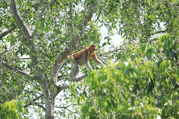 proboscis monkeys in the wild sitting in a tree