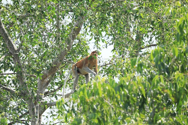 proboscis monkeys in the wild sitting in a tree