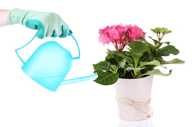 Process of caring for hydrangea flower isolated on white