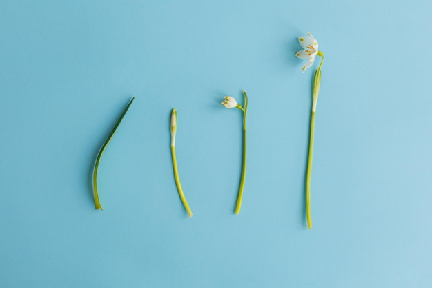 Process of development of a flower from leaves to bud and bloom Hello spring and Earth day