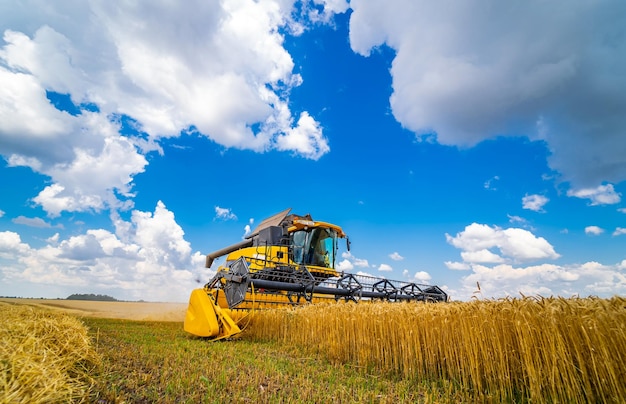 Process of gathering ripe crop from the fields Special technic in field Modern machinery in gold wheat Cereal or wheat gathering Heavy machinery