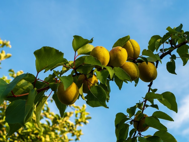 The process of growing apricots Ripening apricots on a branch Organic growing in the garden