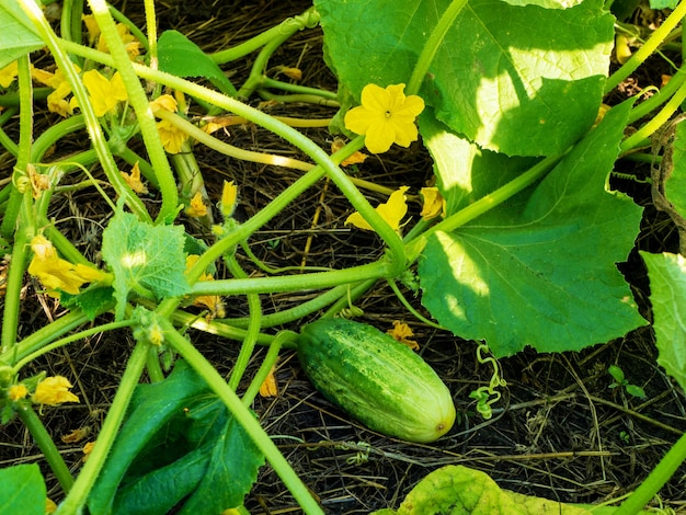 The process of growing cucumbers Young seedlings in open ground Organic cultivation in the garden