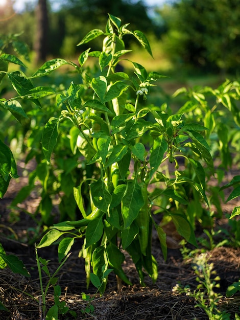 The process of growing hot pepper Hot pepper bush in the open field Organic cultivation in garden