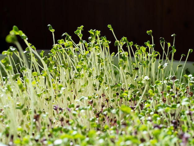 The process of growing microgreens Intermediate results Young shoots of greenery Home garden Fresh