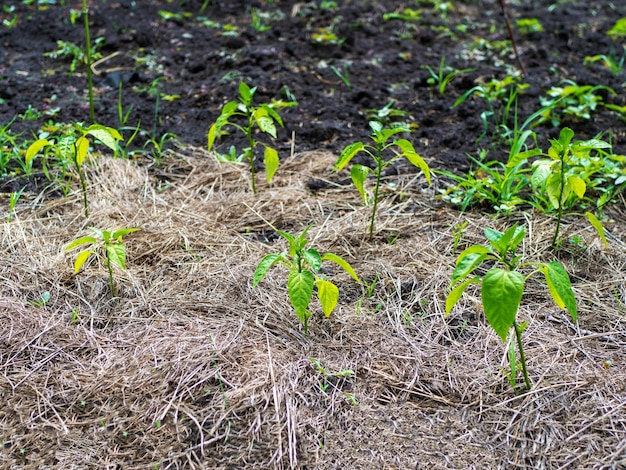 The process of growing pepper Pepper bushes in the open field Organic cultivation in the garden