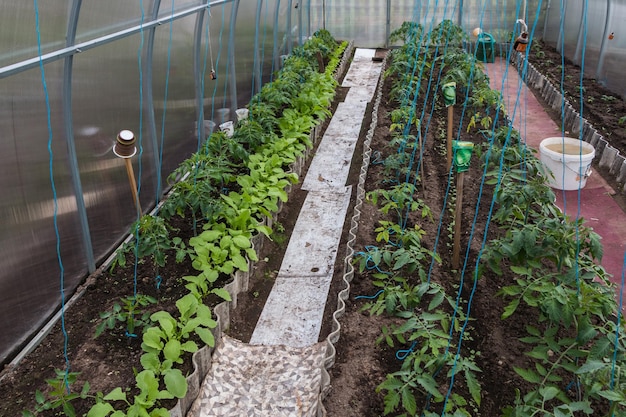 The process of growing tomatoes in a greenhouse