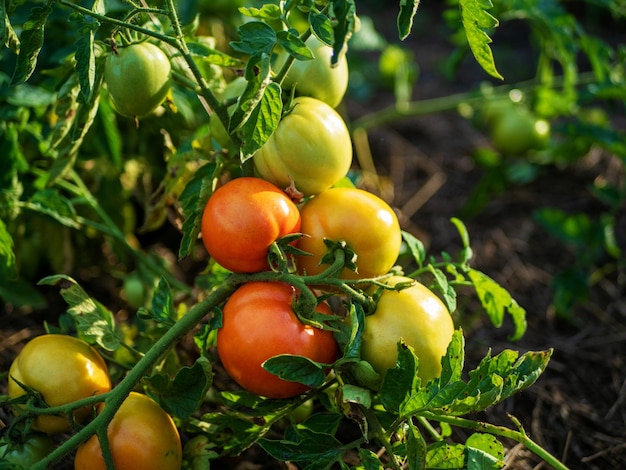 The process of growing tomatoes Tomatoes bush in the open field Organic cultivation in the garden