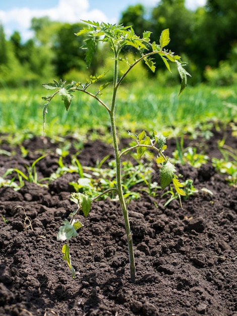 The process of growing tomatoes Young seedlings in open ground Organic cultivation in the garden