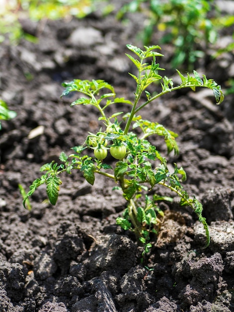 The process of growing tomatoes Young seedlings in open ground Organic cultivation in the garden