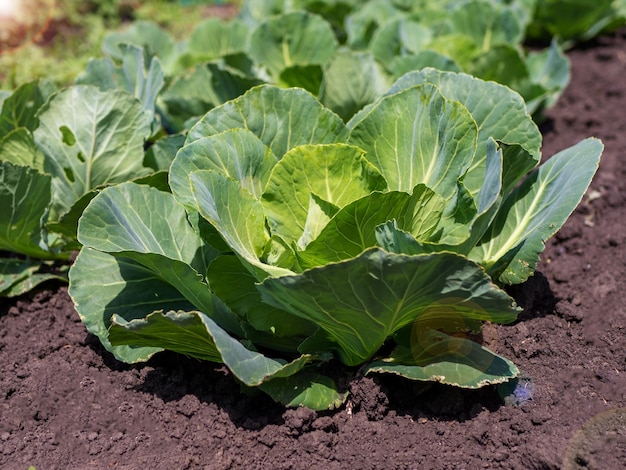 The process of growing white young white cabbage in the open field Organic cultivation in the garden