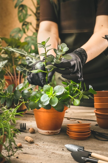 Photo the process of planting kalanchoe plant in a pot