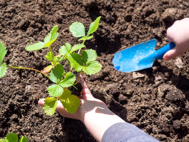 The process of planting the plant in the soil the ground