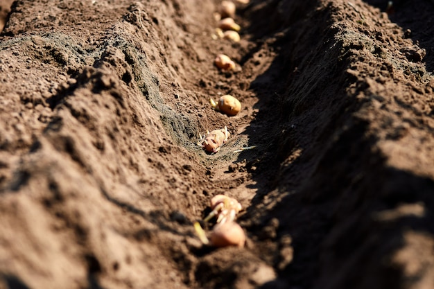 Process of planting potato field in the vegetable garden, close up. Seed potatoes. Seasonal work.
