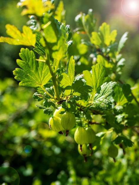 The process of ripening gooseberries on a bush Gooseberry bushes Ripe gooseberries on the branches