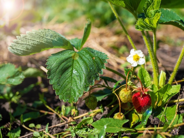 The process of ripening homemade strawberries The beginning of the season