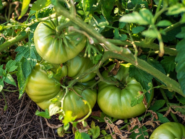 The process of ripening tomatoes Green organic tomatoes in the garden