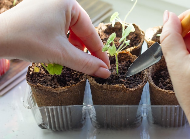 The process of transplanting seedlings of geranium flowers into peat pots